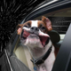 Illustration for article titled Dogs love sticking their heads out the window even more at warp speed
